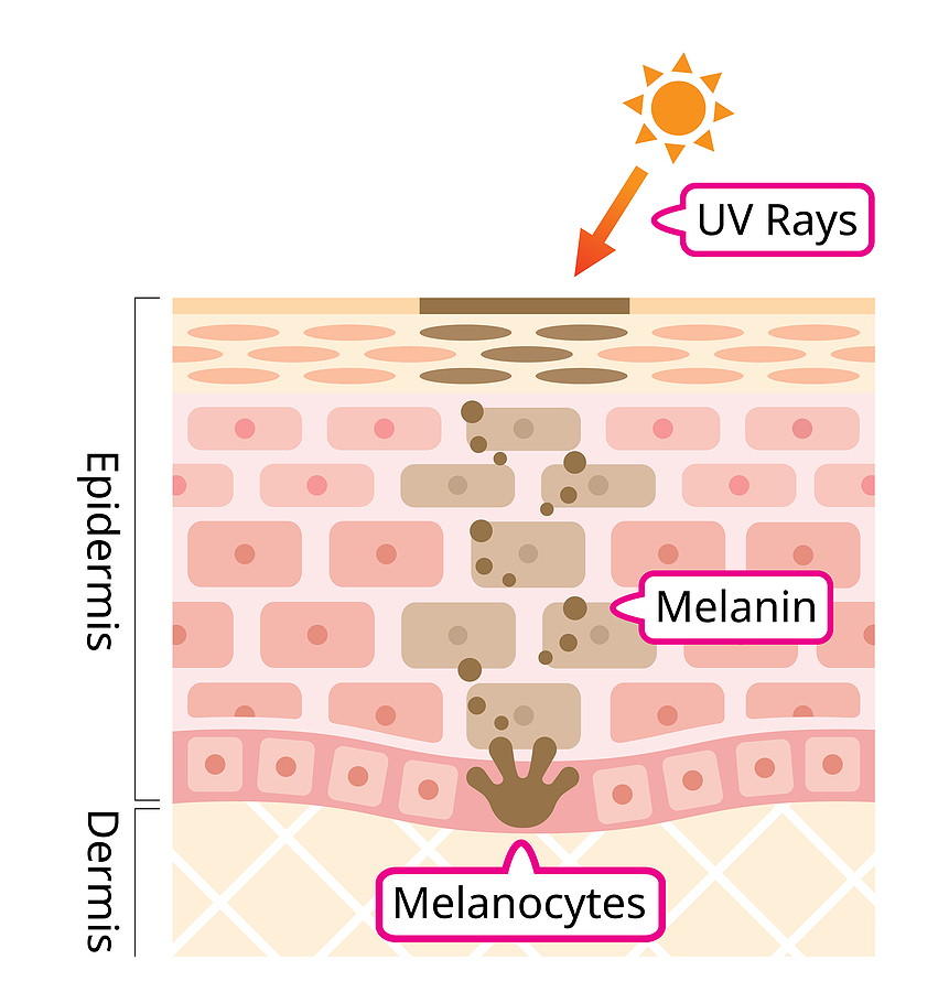 The Secrets Behind Melanin Production And Tanning Broad Ripple Tans